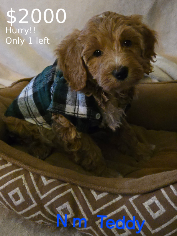 Teddy-img A cute, fluffy brown puppy in a plaid shirt sits in a cozy dog bed, looking at the camera with a curious expression