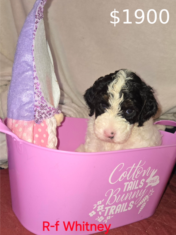 whitney-img A fluffy puppy sits in a pink basket beside a purple gnome toy, looking curiously at the camera