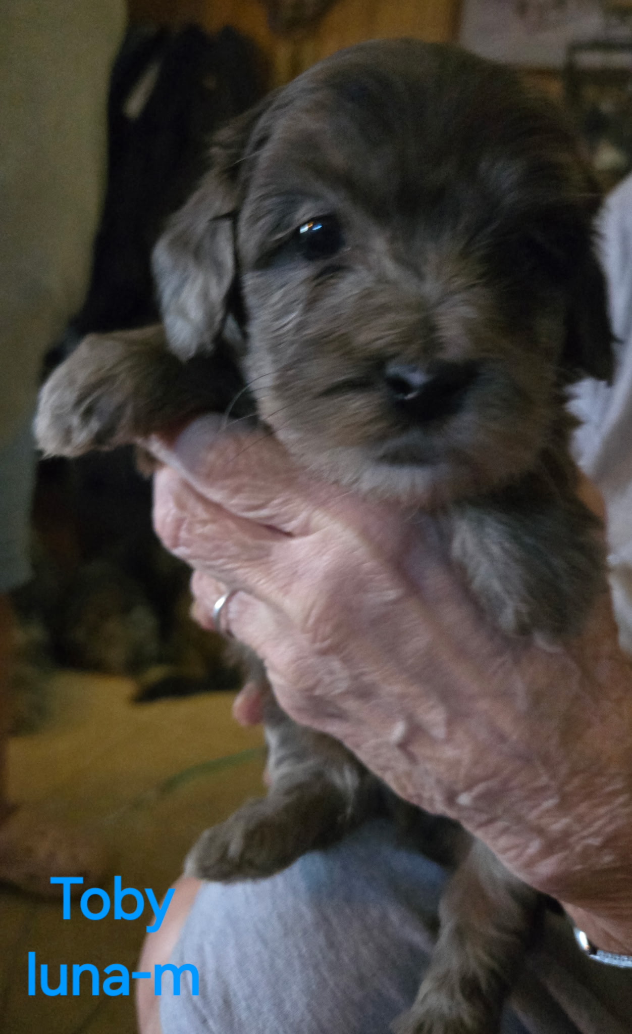 11 A dog wearing a pink dress comfortably lying in a cozy bed, looking relaxed and content with blue toy