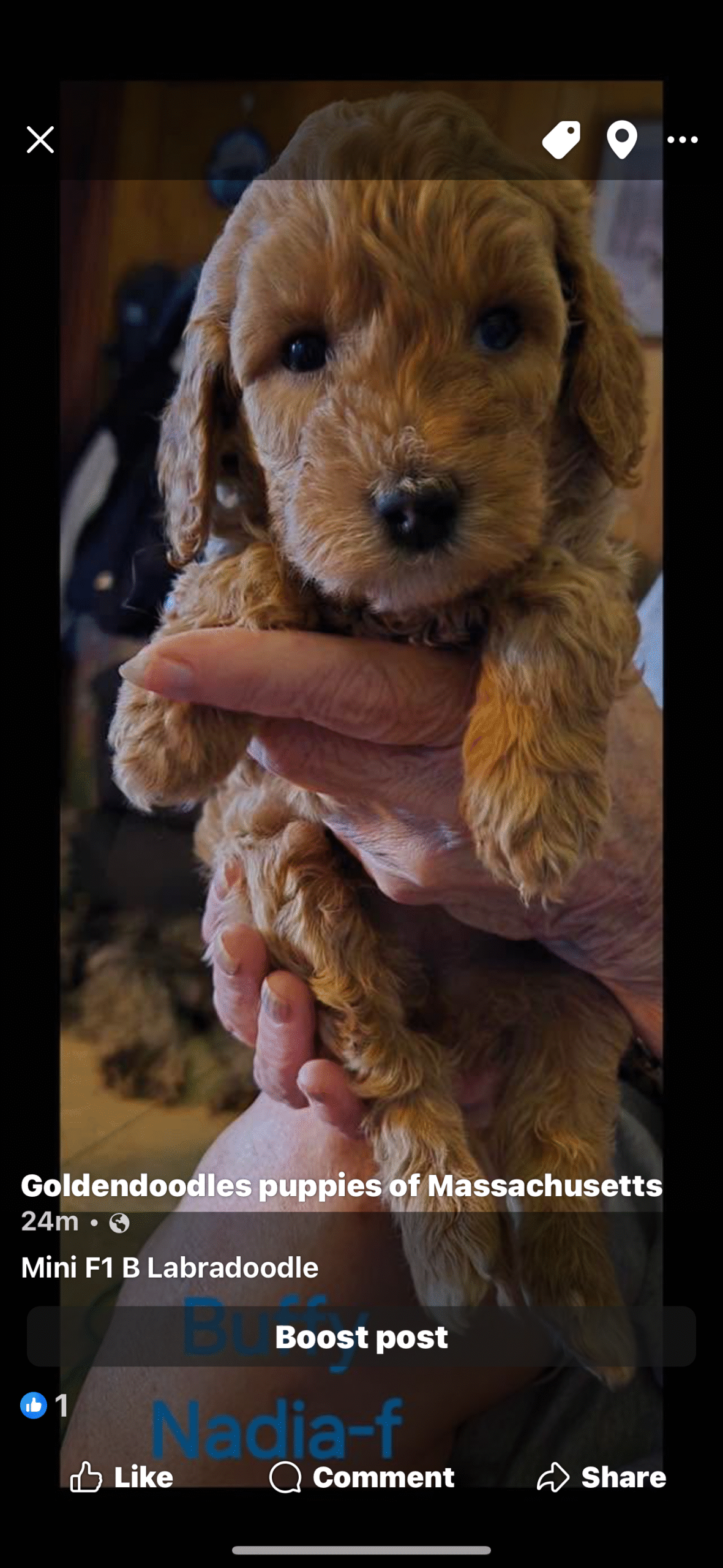 2 A fluffy puppy sits in a pink basket beside a purple gnome toy, looking curiously at the camera
