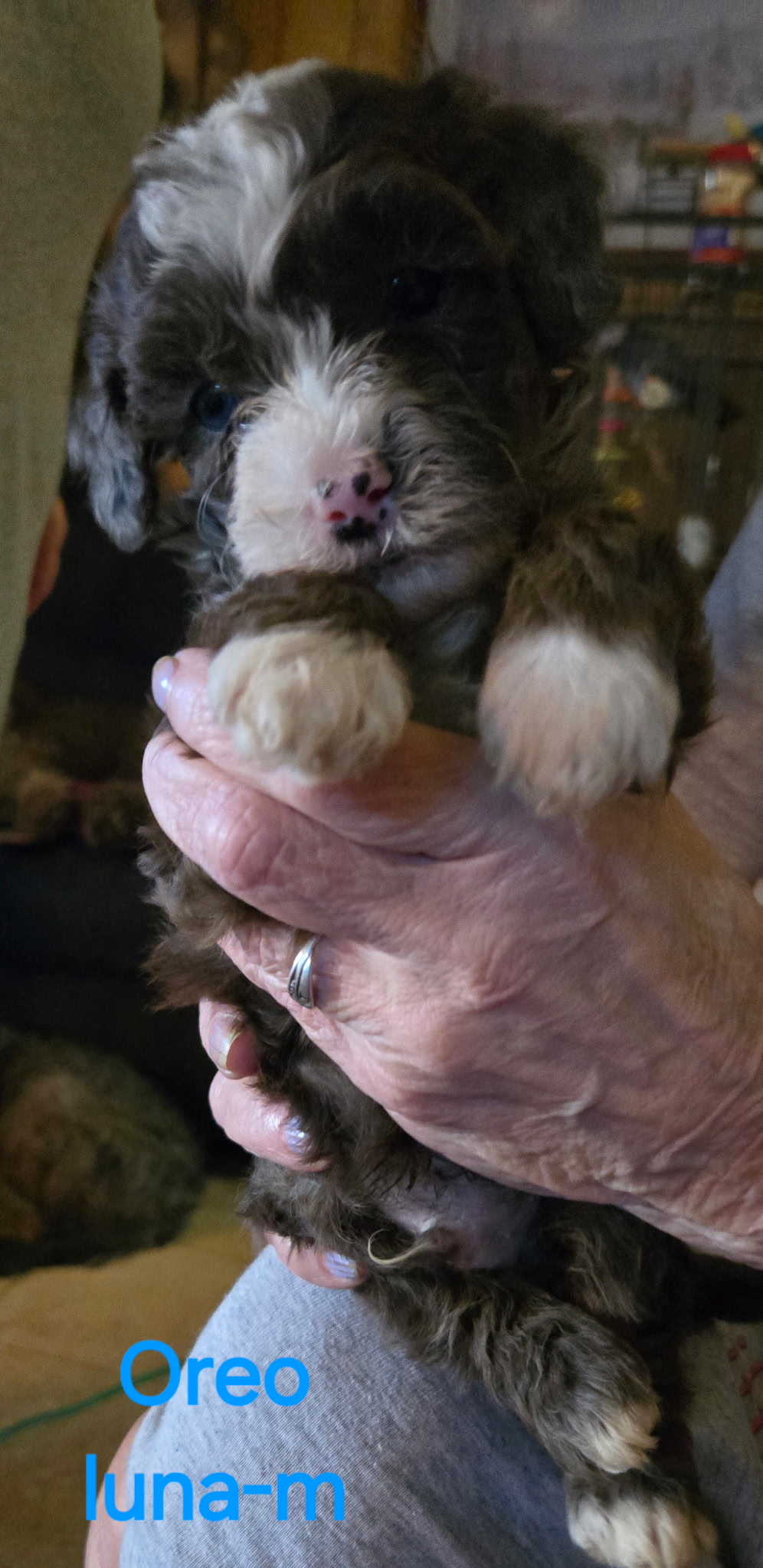 4 A fluffy black and white puppy wearing a pink dress and a black bow tie, sitting on a white blanket